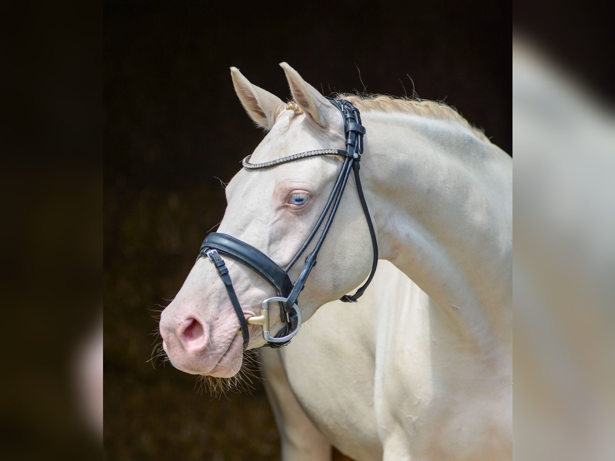 Duitse rijpony Merrie 4 Jaar 145 cm Perlino in Bottrop