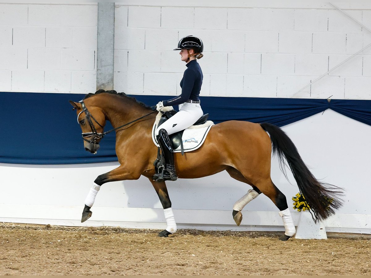 Duitse rijpony Merrie 4 Jaar 146 cm Bruin in Marsberg