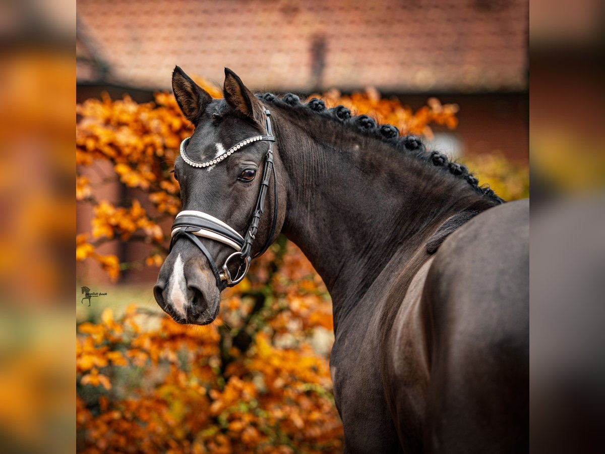 Duitse rijpony Merrie 4 Jaar 146 cm Zwartbruin in Lastrup Duitse rijpony Merrie 4 Jaar 146 cm Zwartbruin in Lastrup