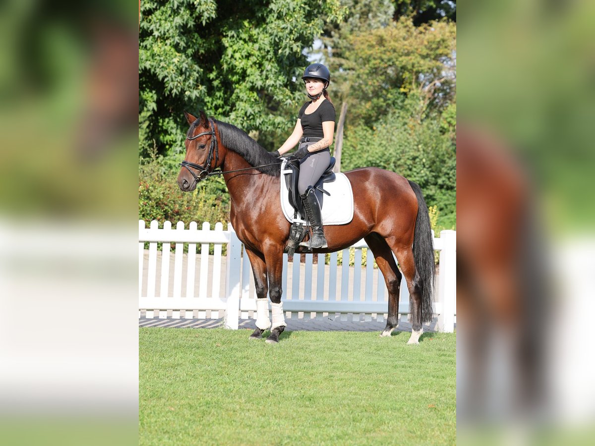 Duitse rijpony Merrie 4 Jaar 147 cm Bruin in Stuhr