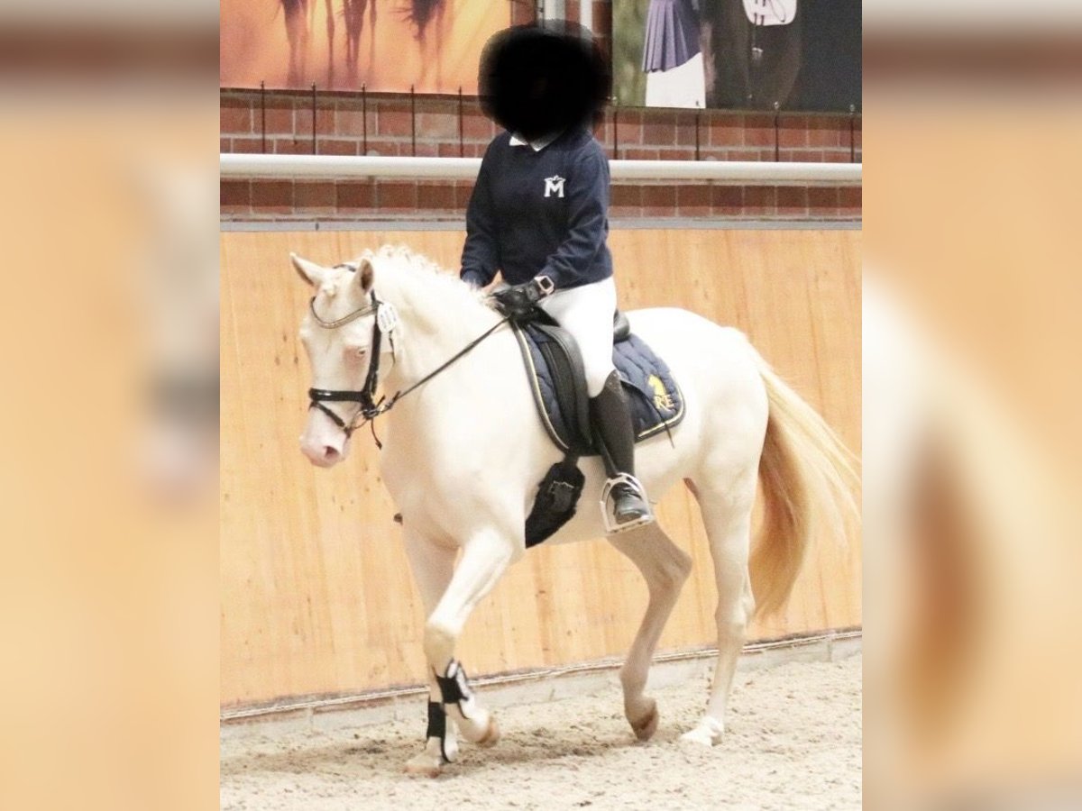 Duitse rijpony Merrie 4 Jaar 147 cm Cremello in Weitenhagen