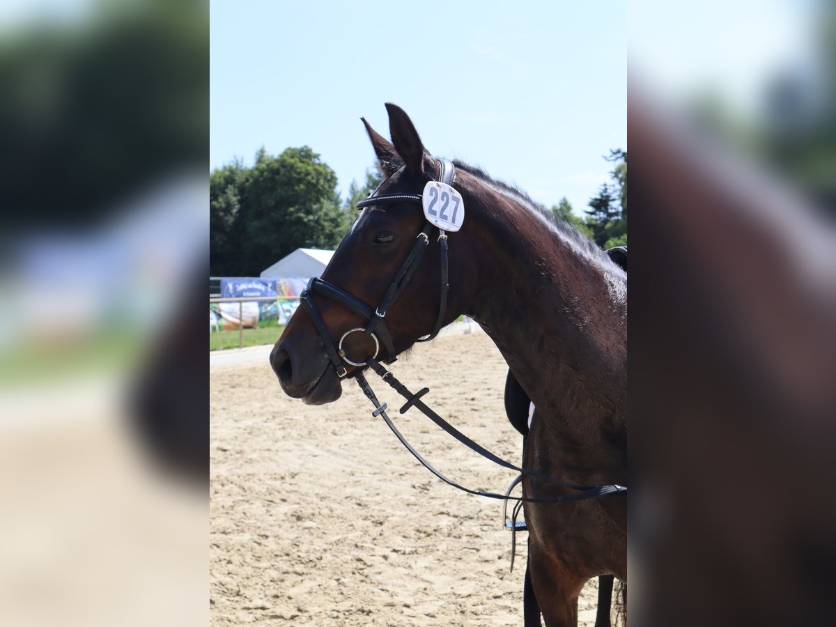 Duitse rijpony Merrie 4 Jaar 147 cm Donkerbruin in Varel
