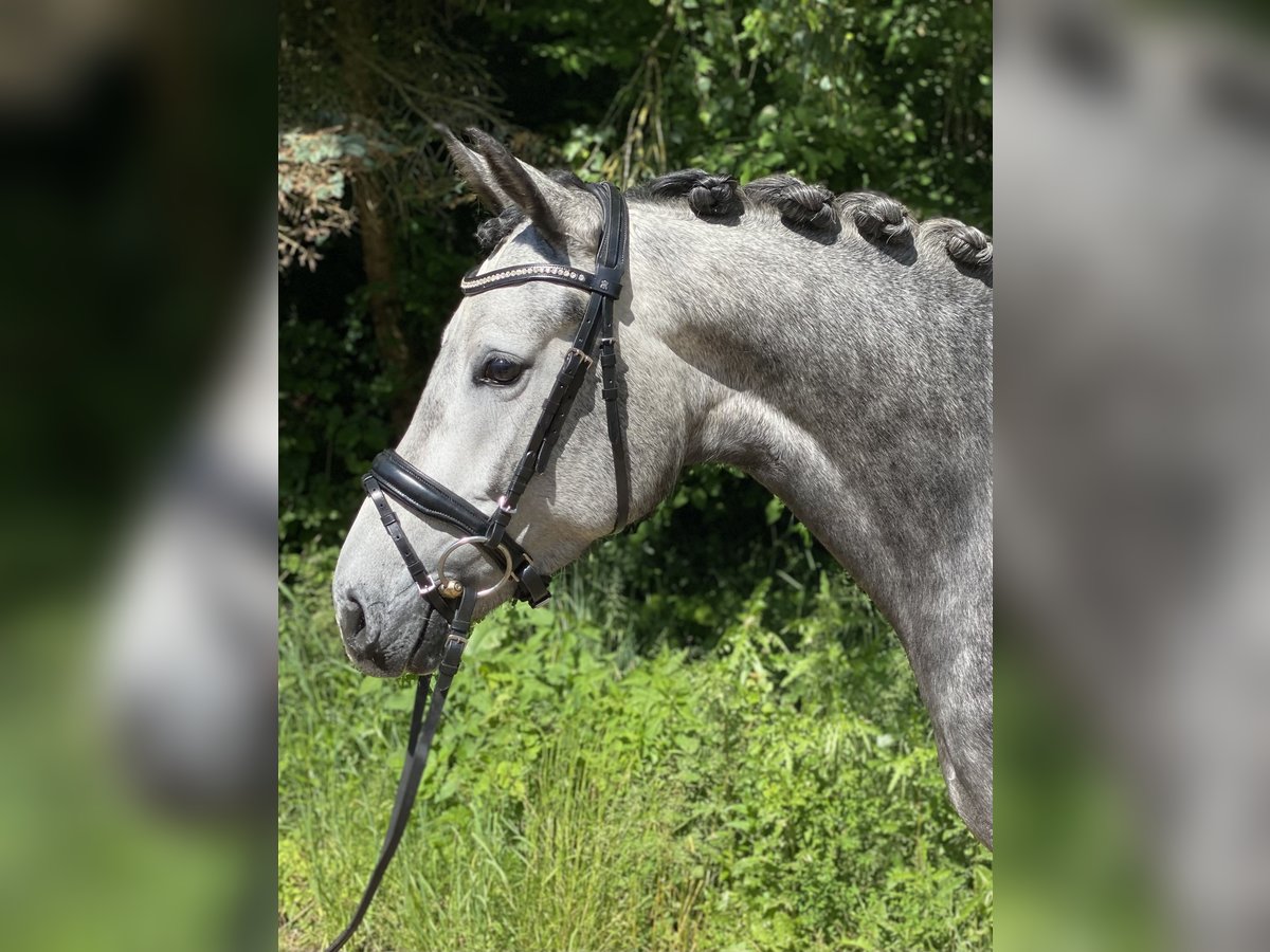 Duitse rijpony Merrie 4 Jaar 147 cm Schimmel in Rudelzhausen