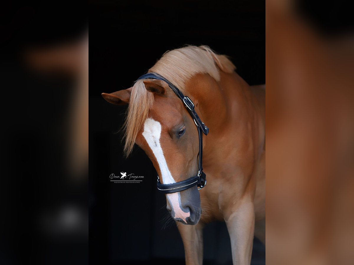 Duitse rijpony Merrie 4 Jaar 147 cm Vos in Neuenkirchen-Vörden