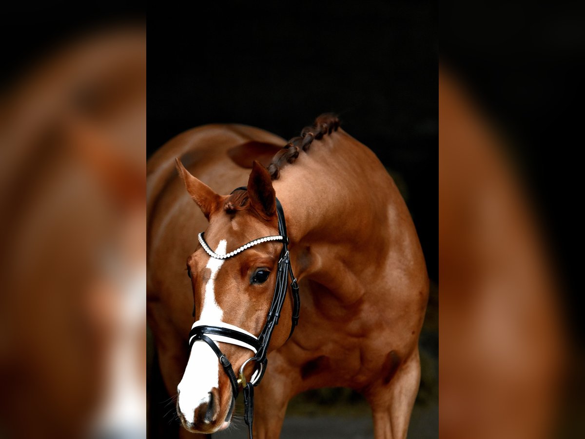 Duitse rijpony Merrie 4 Jaar 147 cm Vos in Klötze ot Neuendorf