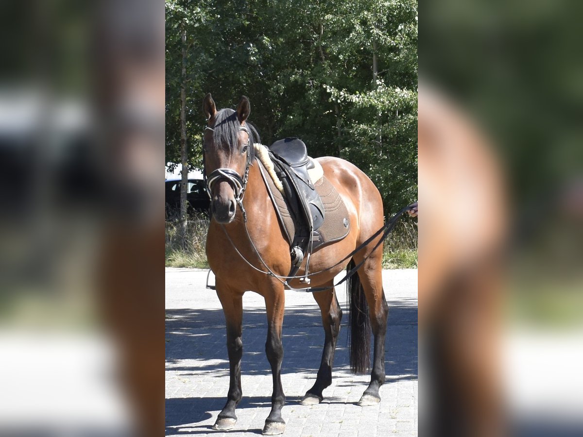 Duitse rijpony Merrie 4 Jaar 148 cm Bruin in Osburg