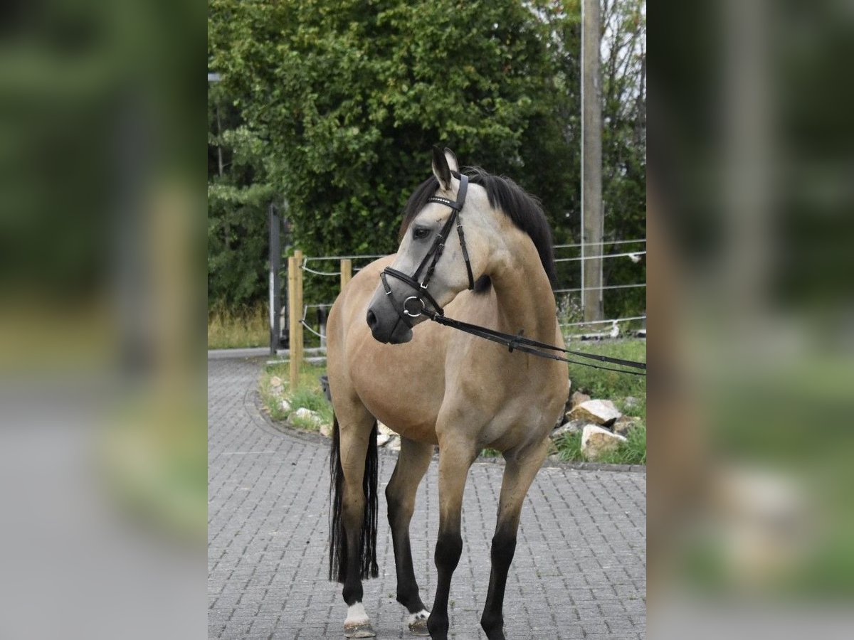 Duitse rijpony Merrie 4 Jaar 148 cm Falbe in Osburg