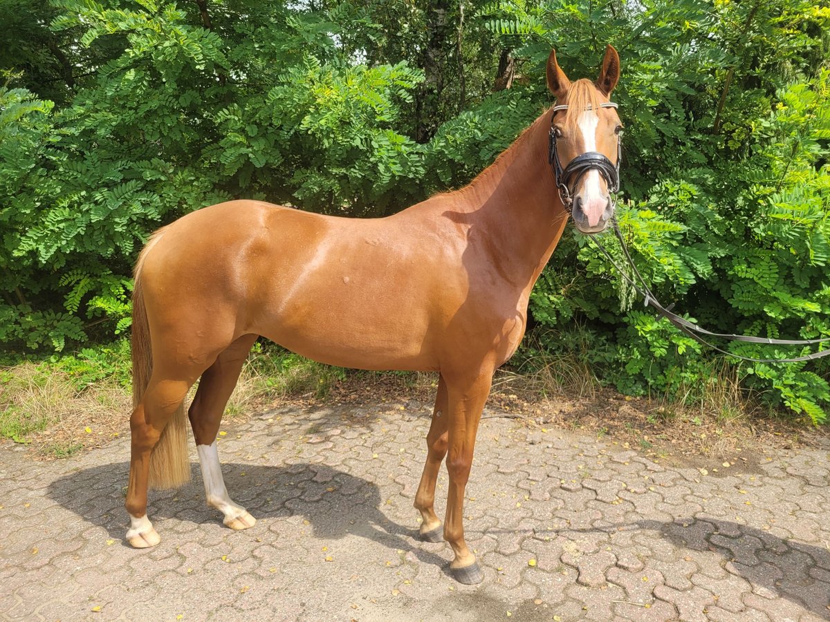 Duitse rijpony Merrie 4 Jaar 148 cm Vos in Dinslaken