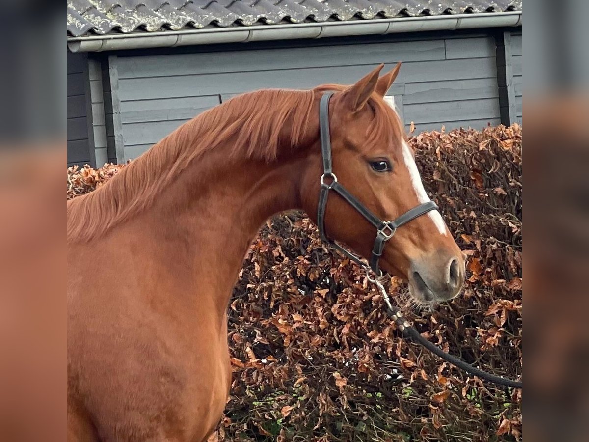 Duitse rijpony Merrie 4 Jaar 148 cm Vos in Zieuwent