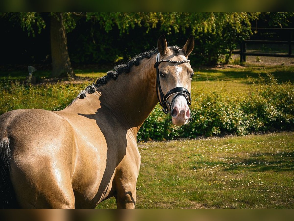 Duitse rijpony Merrie 4 Jaar 151 cm Buckskin in Brunsbek