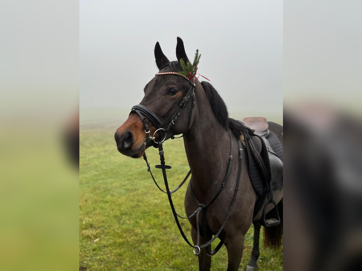 Duitse rijpony Merrie 4 Jaar 152 cm Bruin in Moisburg