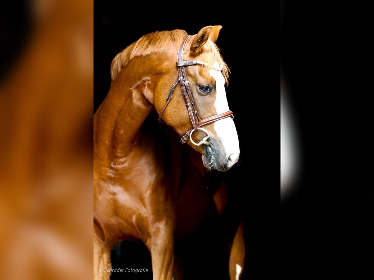 Duitse rijpony Merrie 4 Jaar 156 cm Vos in Wildeshausen