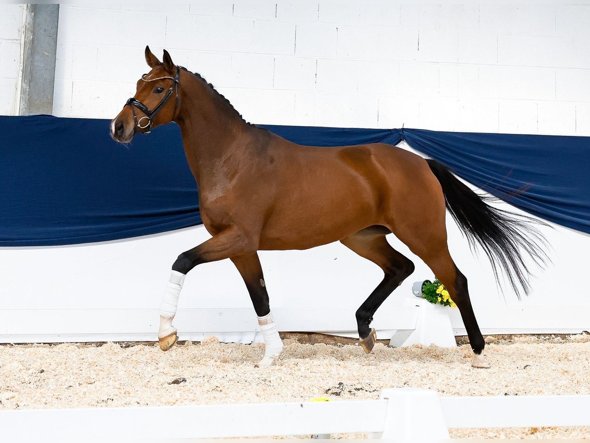 Duitse rijpony Merrie 4 Jaar 160 cm Bruin in Marsberg