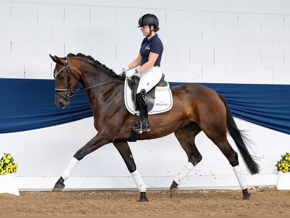 Duitse rijpony Merrie 4 Jaar 162 cm Donkerbruin in Marsberg