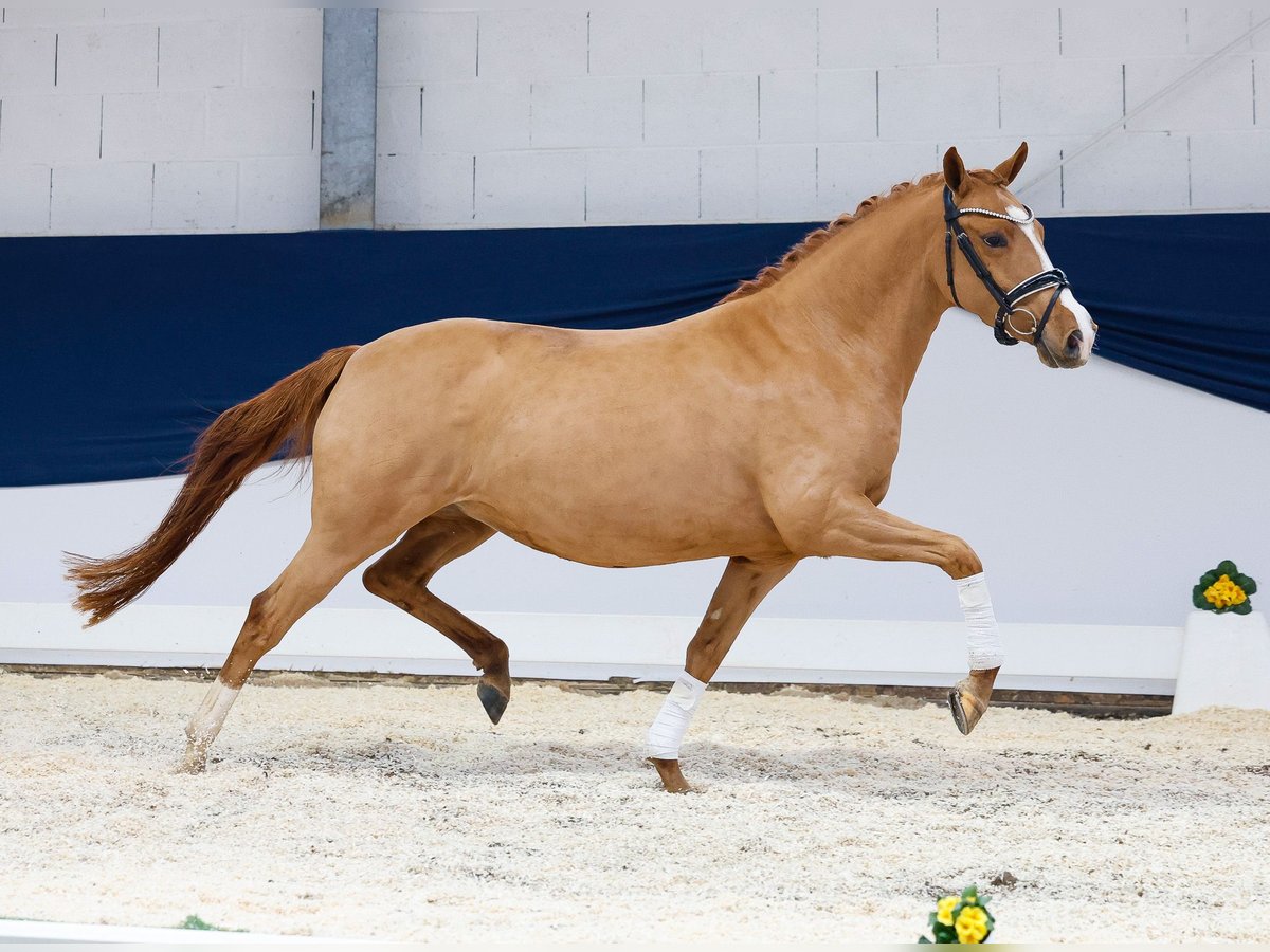 Duitse rijpony Merrie 4 Jaar Vos in Marsberg