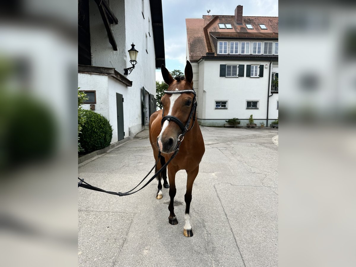 Duitse rijpony Merrie 5 Jaar 142 cm Bruin in Inning am Ammersee