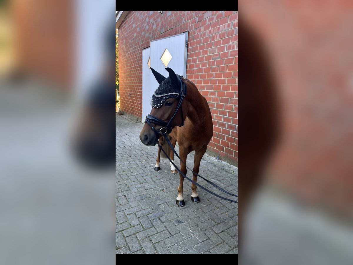 Duitse rijpony Merrie 5 Jaar 143 cm Donkere-vos in Rastede