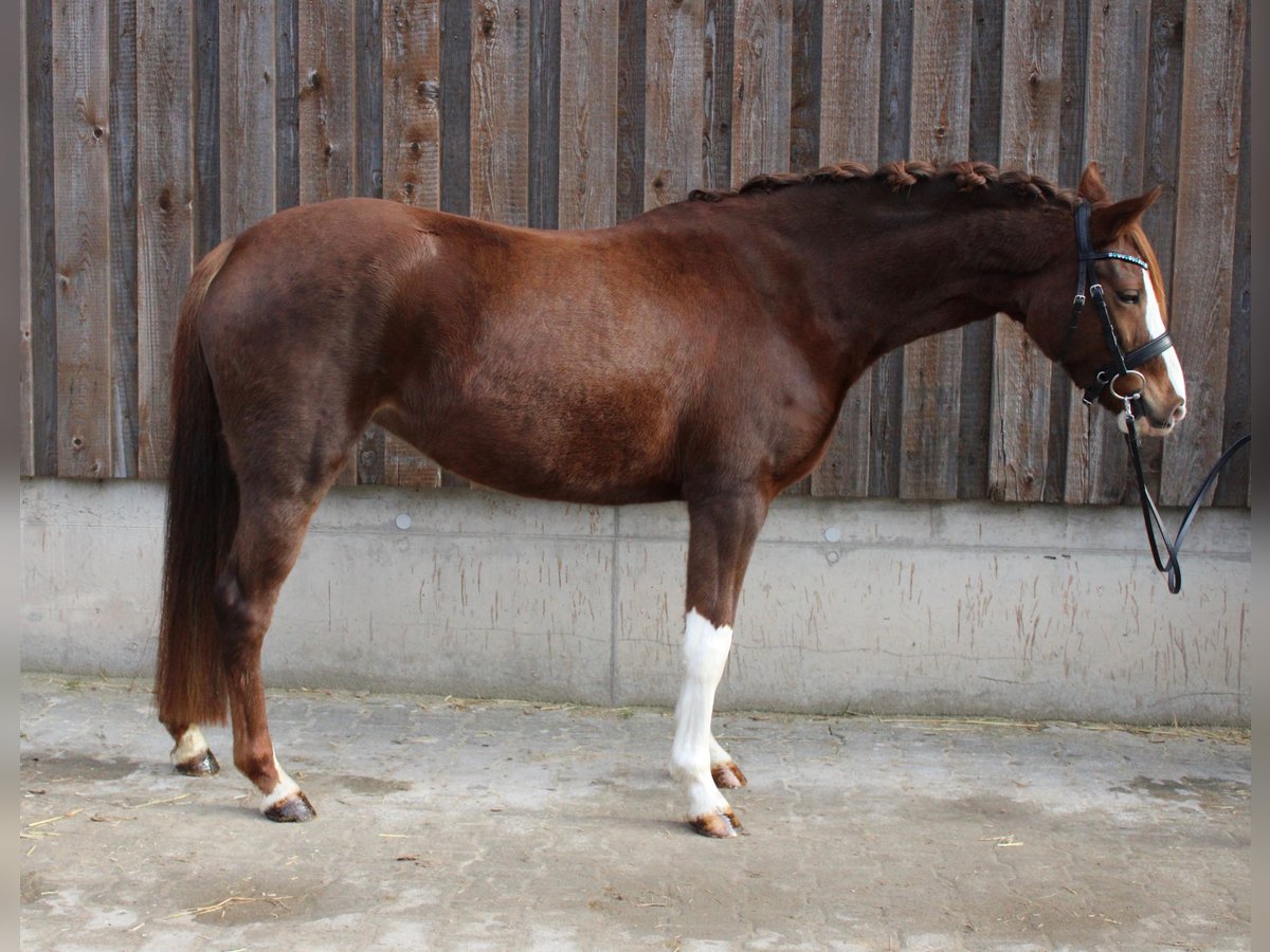 Duitse rijpony Merrie 5 Jaar 143 cm Vos in Wiesloch