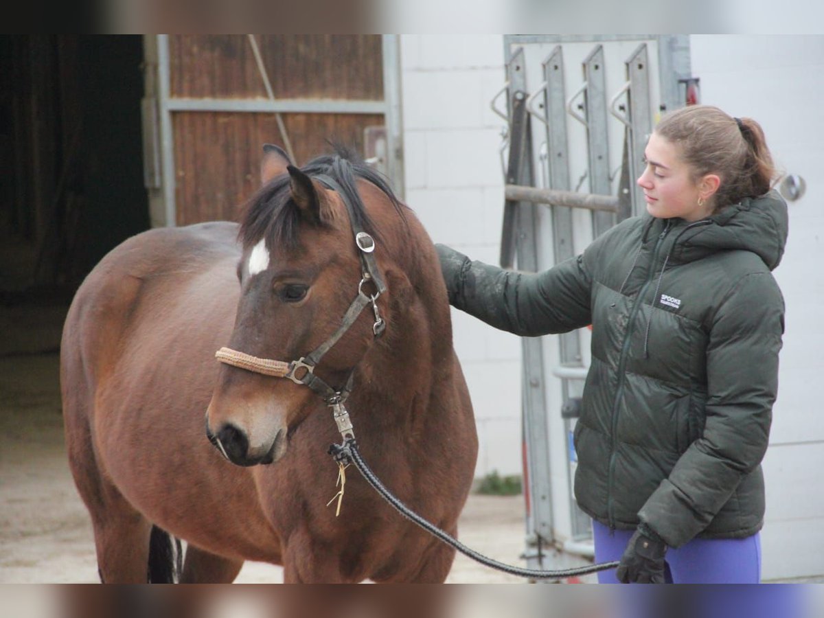 Duitse rijpony Mix Merrie 5 Jaar 144 cm Bruin in Buchen (Odenwald)