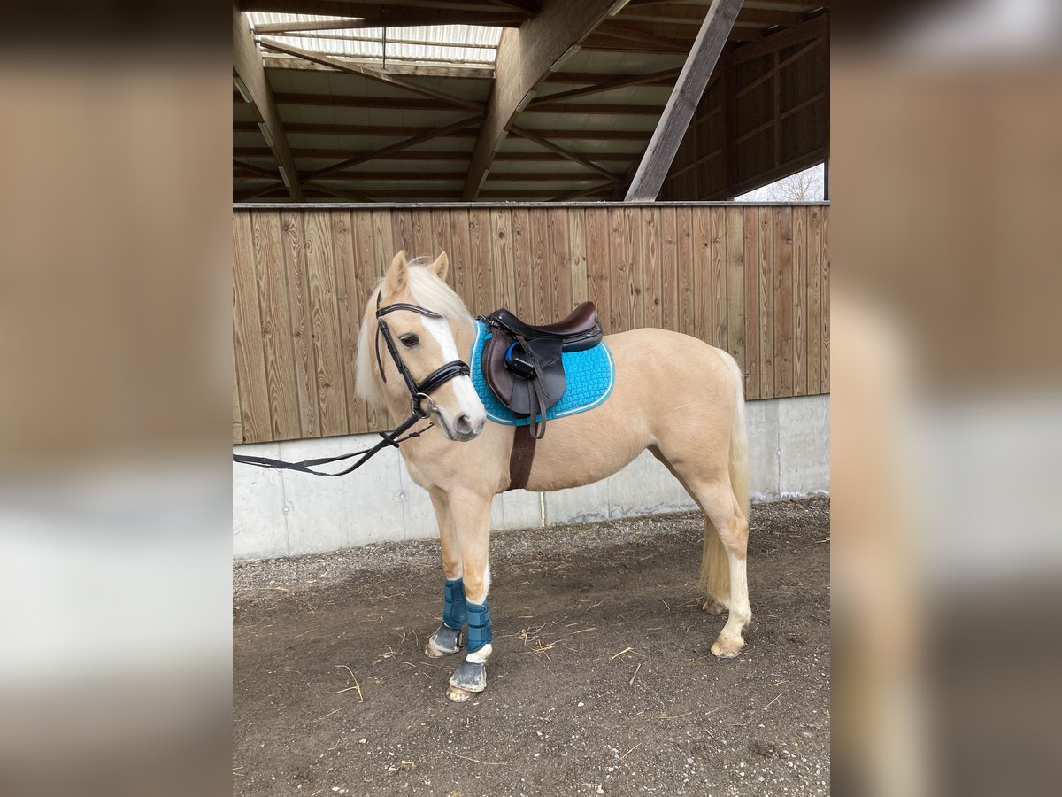 Duitse rijpony Merrie 5 Jaar 144 cm Palomino in Rotkreuz