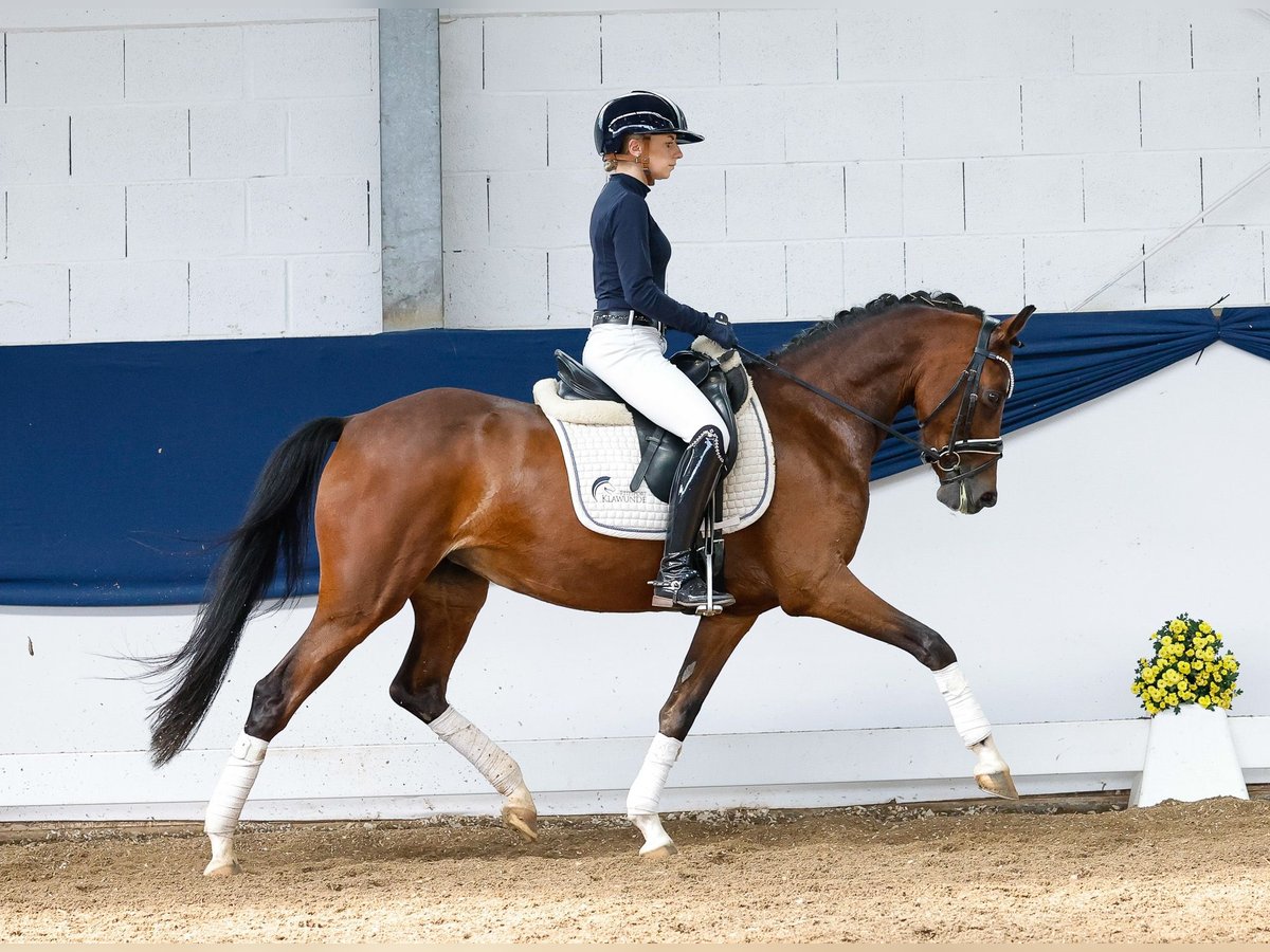 Duitse rijpony Merrie 5 Jaar 145 cm Bruin in Marsberg