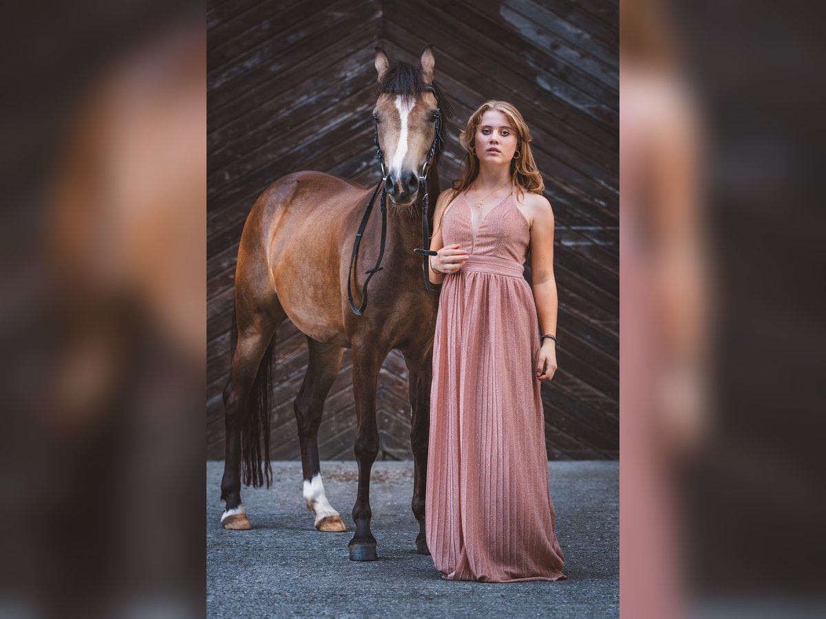 Duitse rijpony Merrie 5 Jaar 145 cm Falbe in Feldkirch