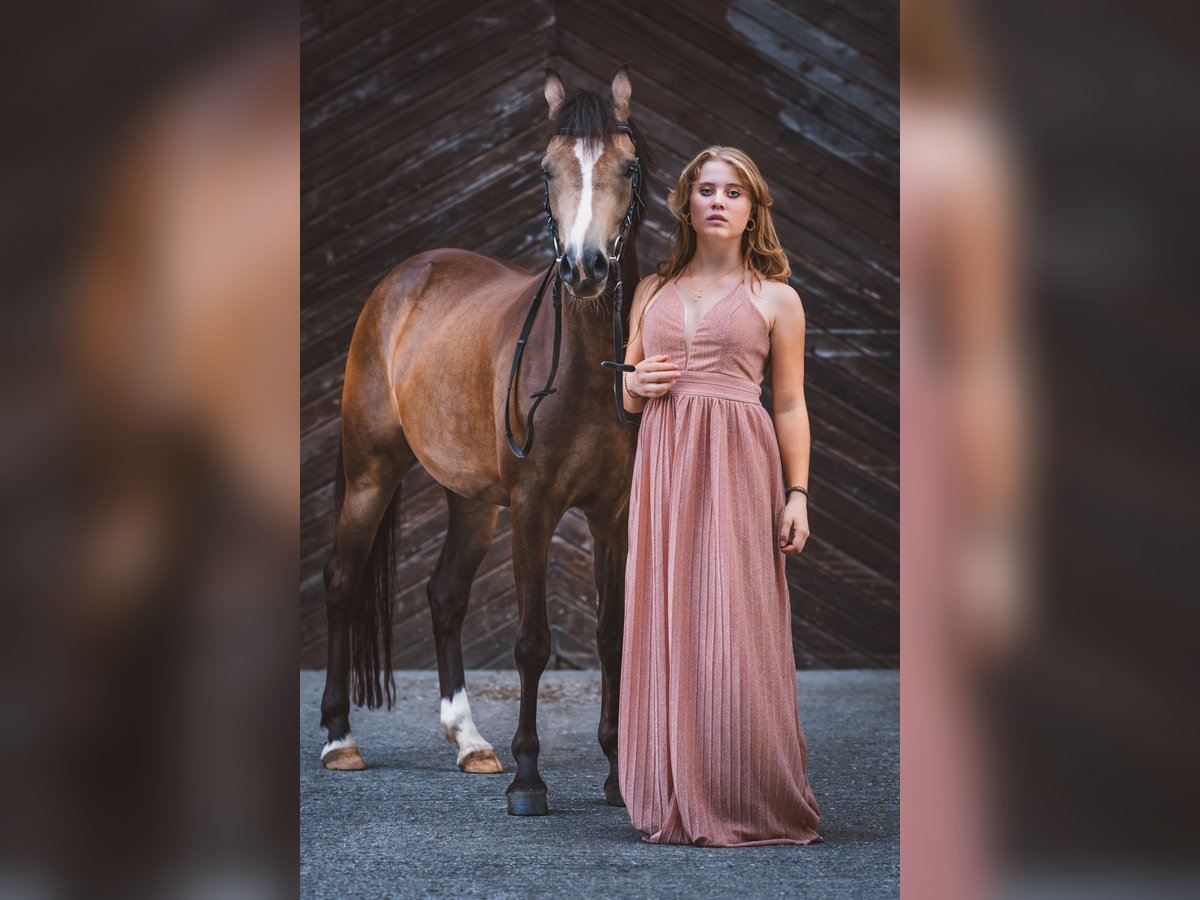 Duitse rijpony Merrie 5 Jaar 145 cm Falbe in Feldkirch