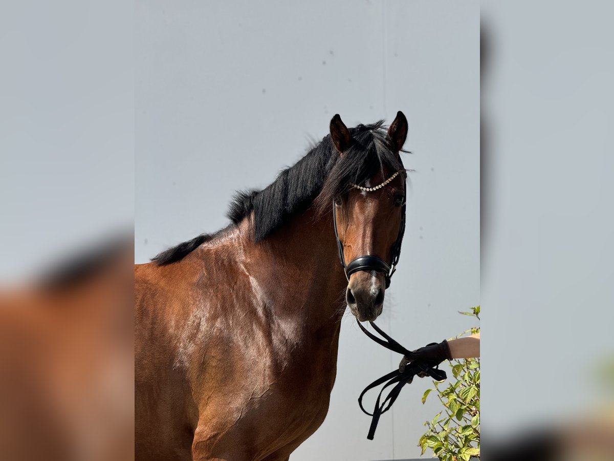 Duitse rijpony Merrie 5 Jaar 146 cm Bruin in Vettweiß