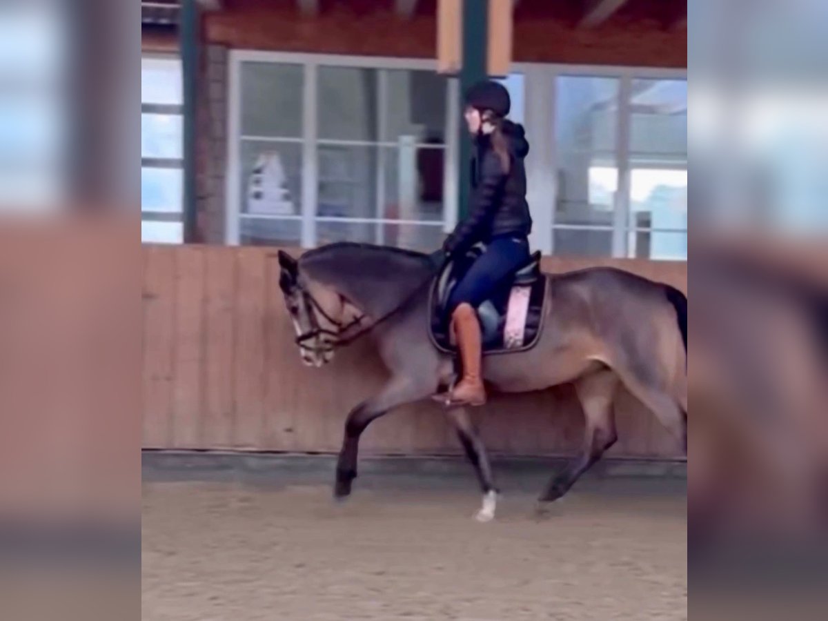 Duitse rijpony Merrie 5 Jaar 146 cm Falbe in Isterberg