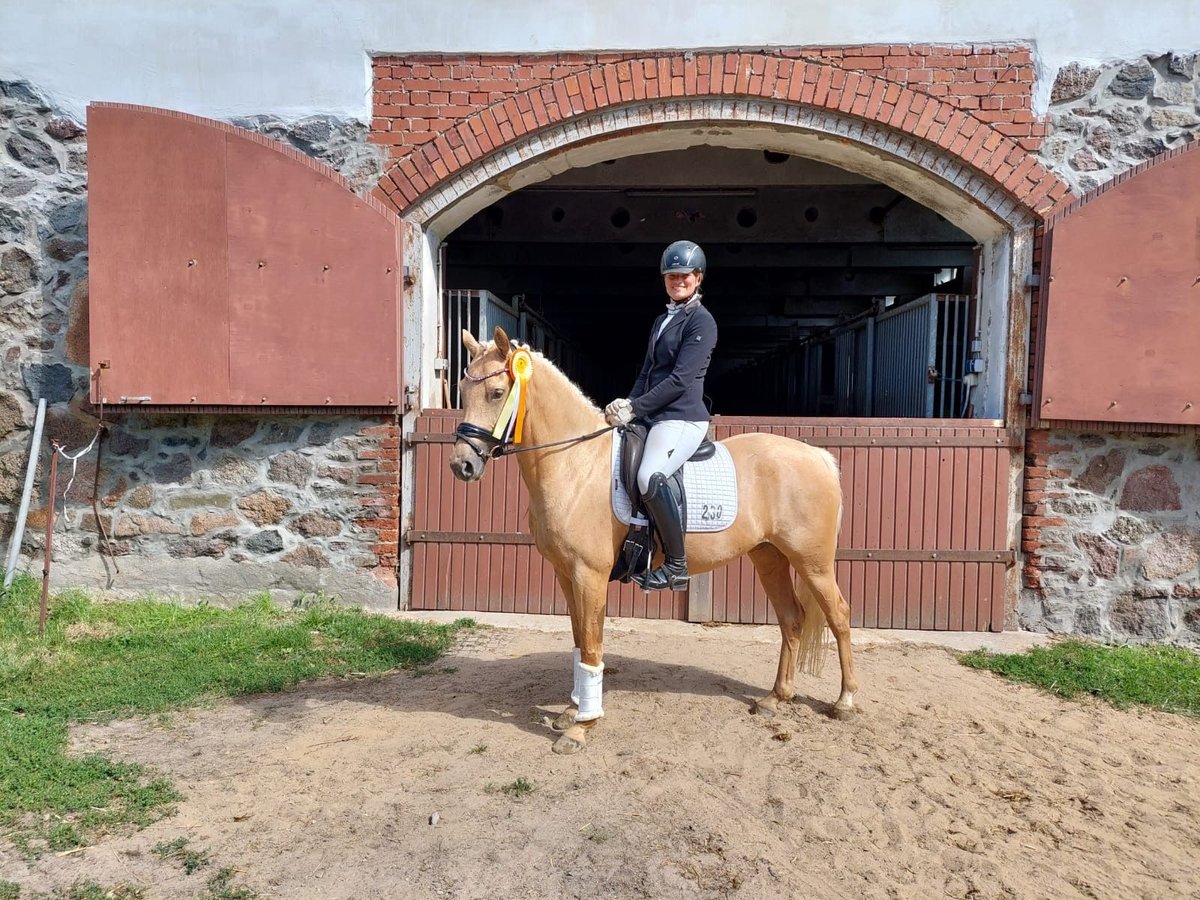 Duitse rijpony Merrie 5 Jaar 146 cm Palomino in Kietz