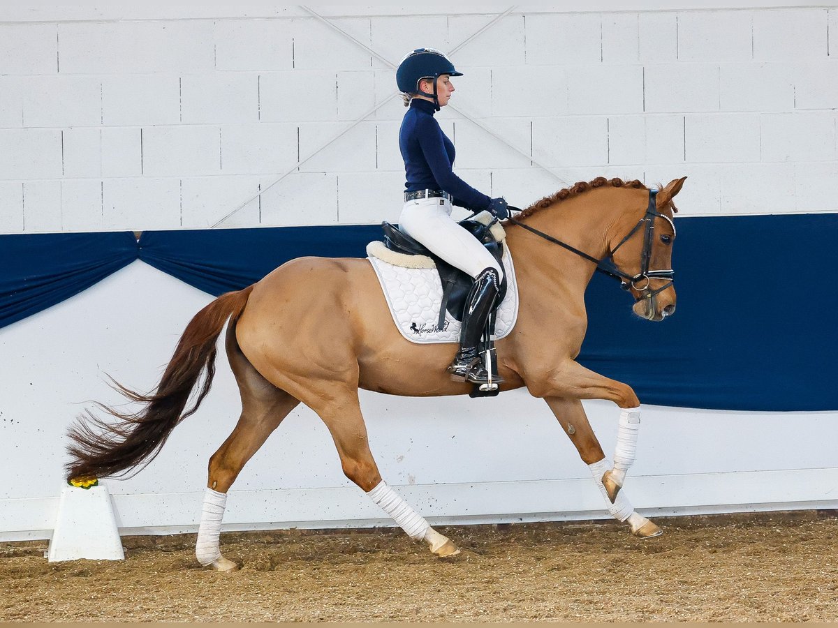 Duitse rijpony Merrie 5 Jaar 146 cm Vos in Marsberg