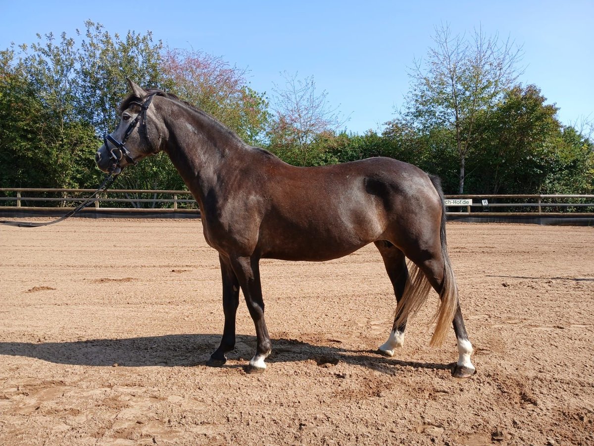 Duitse rijpony Mix Merrie 5 Jaar 147 cm Appelschimmel in Marxheim