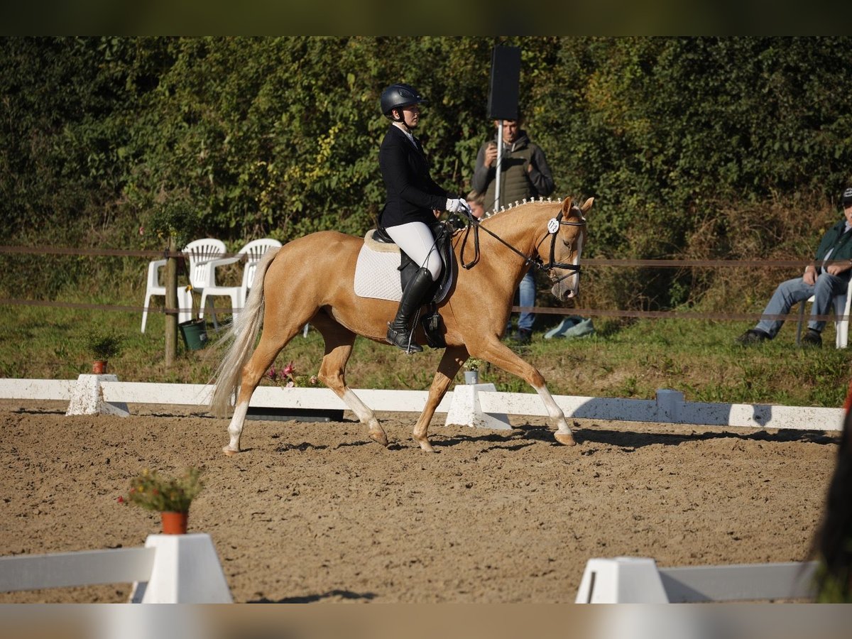 Duitse rijpony Merrie 5 Jaar 147 cm Palomino in Viersen