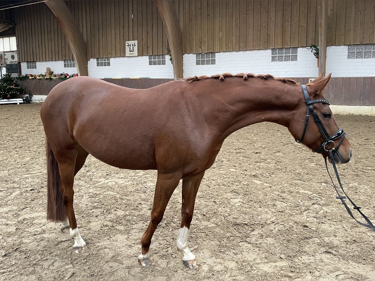 Duitse rijpony Merrie 5 Jaar 147 cm Vos in Krefeld