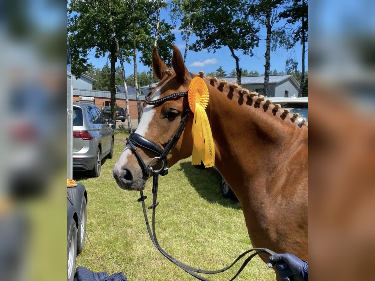 Duitse rijpony Merrie 5 Jaar 147 cm Vos in Nordleda