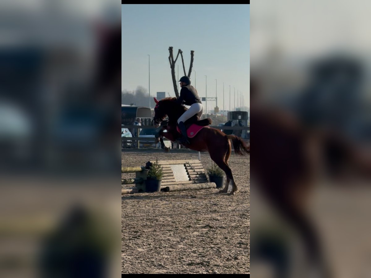 Duitse rijpony Merrie 5 Jaar 147 cm Vos in Uithoorn