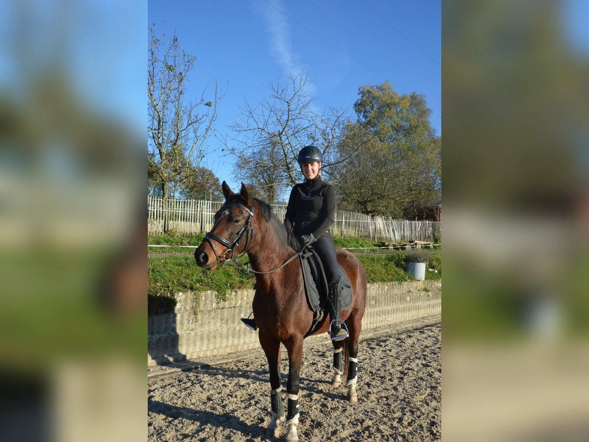 Duitse rijpony Merrie 5 Jaar 148 cm Bruin in Reichshofchshof