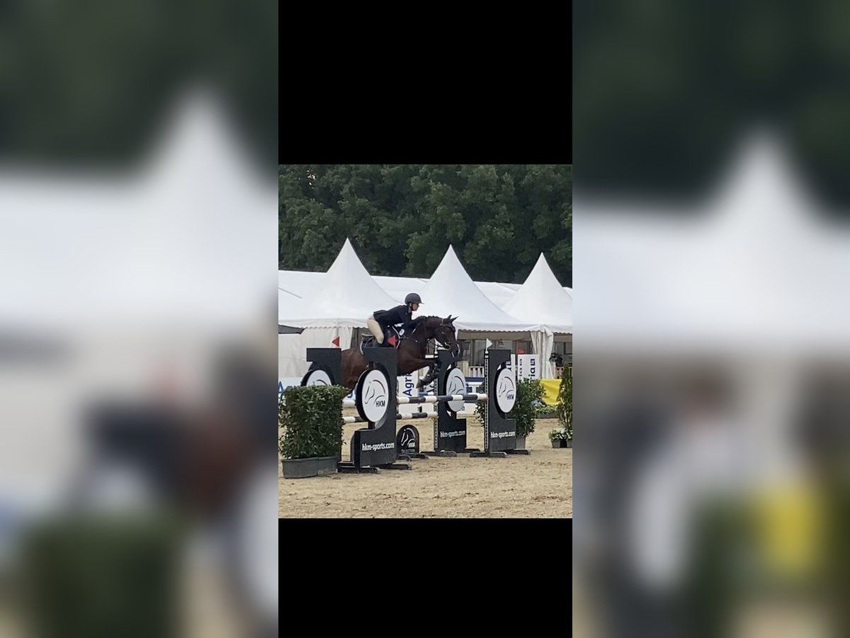 Duitse rijpony Merrie 5 Jaar 148 cm Bruin in Ostercappeln