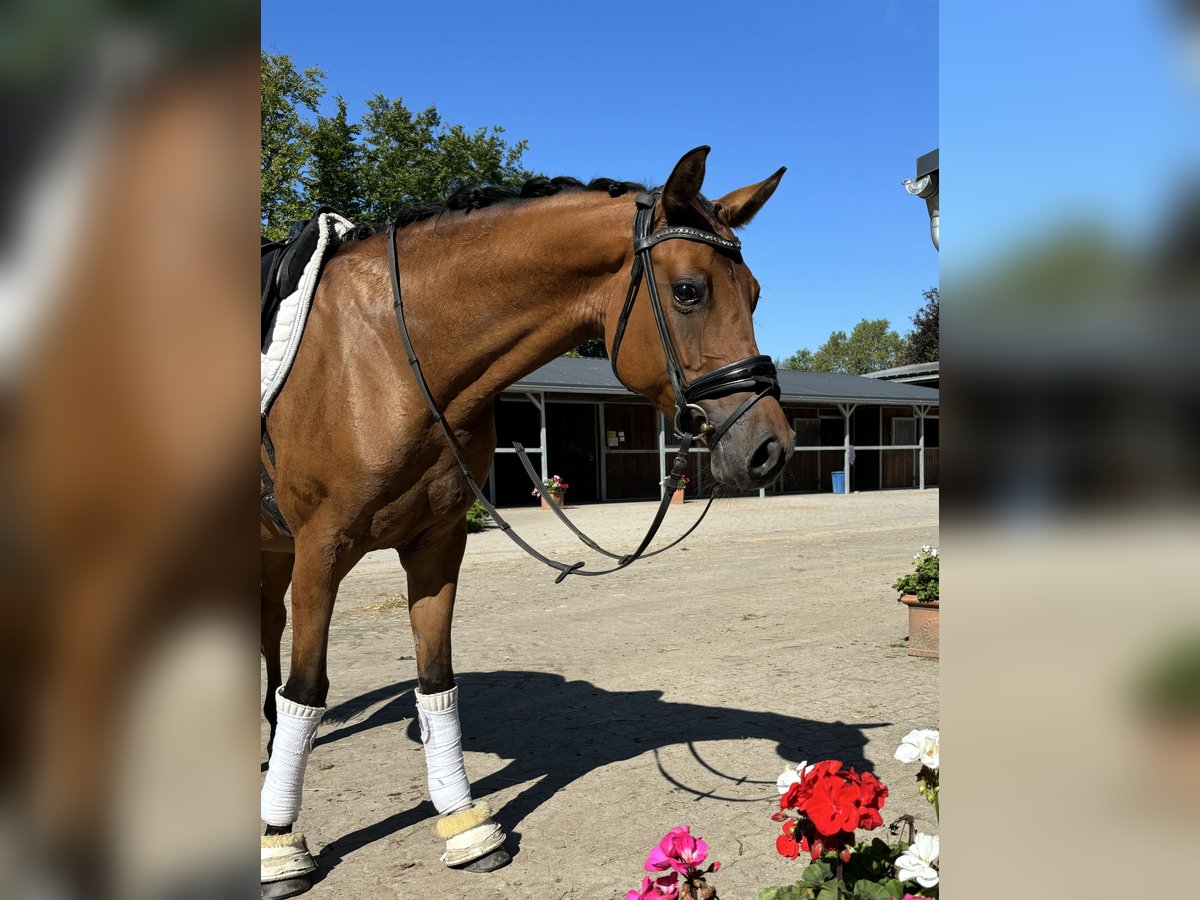 Duitse rijpony Merrie 5 Jaar 148 cm Champagne in Sottrum