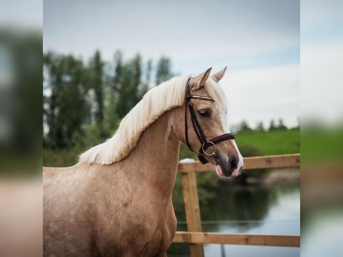 Duitse rijpony Merrie 5 Jaar 148 cm Palomino in Maaseik