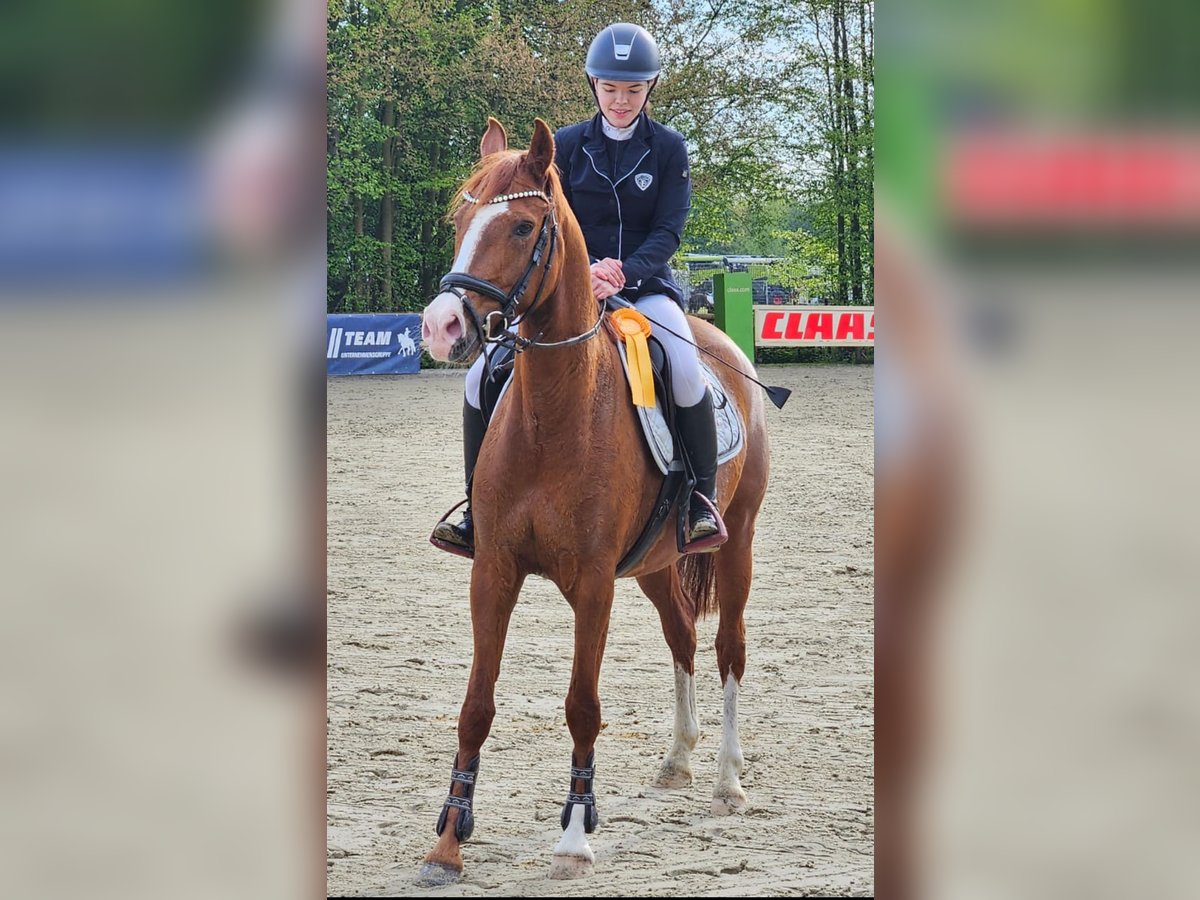 Duitse rijpony Merrie 5 Jaar 148 cm in Verl