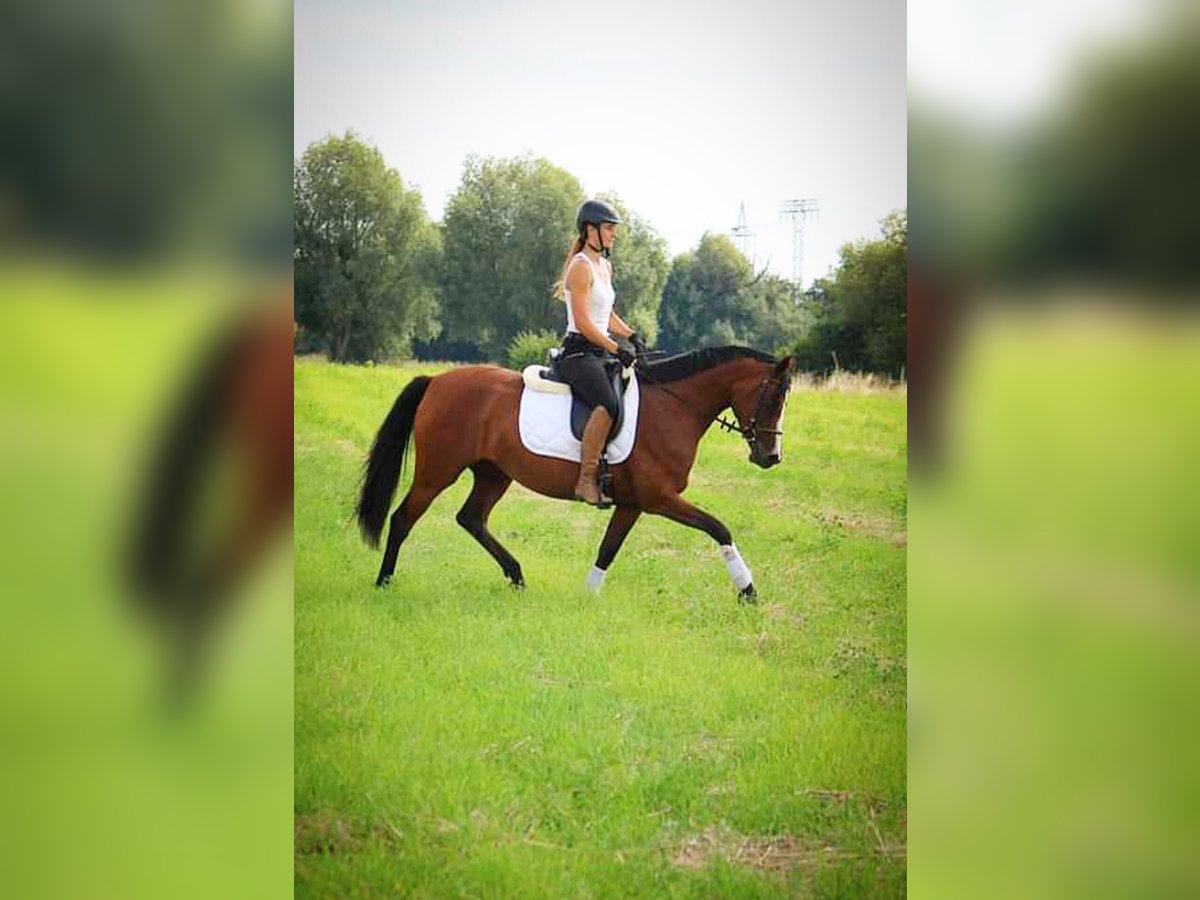 Duitse rijpony Merrie 5 Jaar 151 cm Bruin in Leest