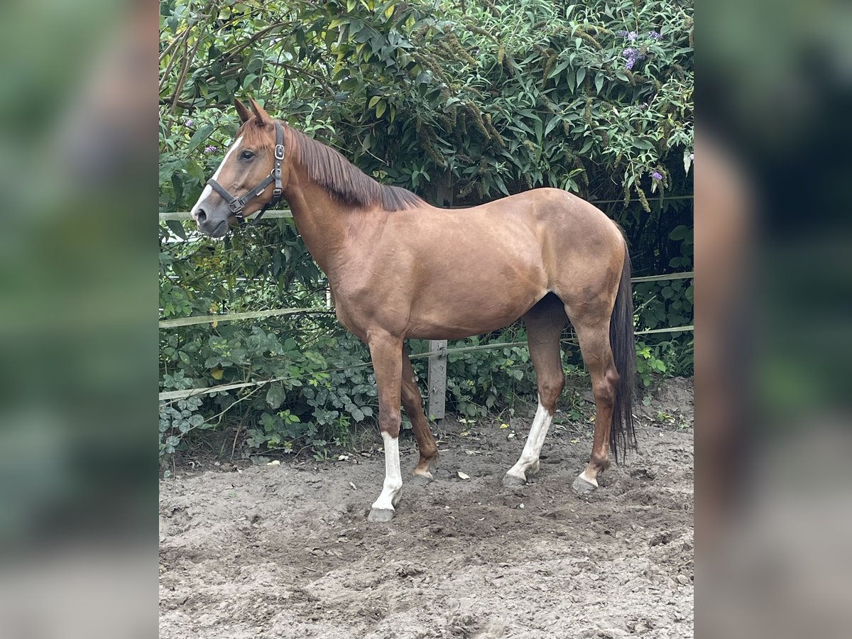 Duitse rijpony Merrie 5 Jaar 151 cm Vos in Oberhausen