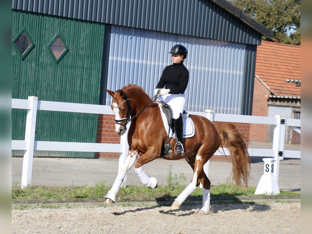 Duitse rijpony Merrie 5 Jaar 154 cm Vos in Recke, bei Osnabrück