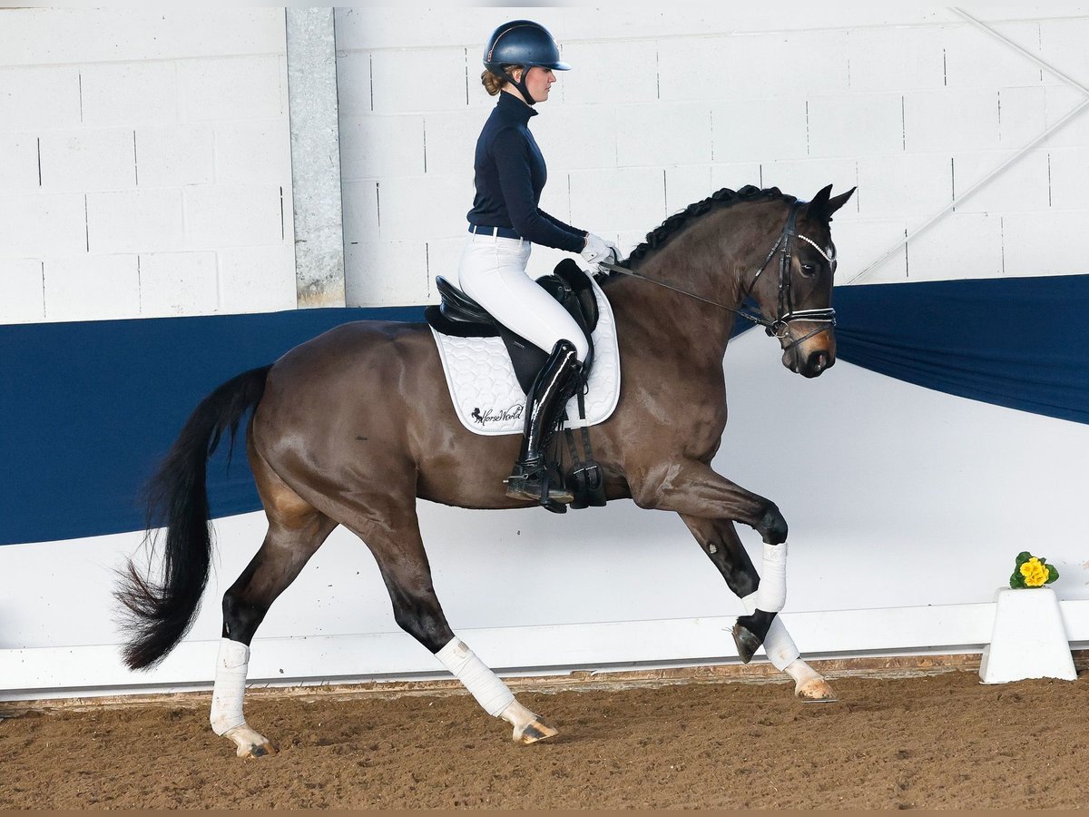 Duitse rijpony Merrie 5 Jaar 158 cm Donkerbruin in Marsberg