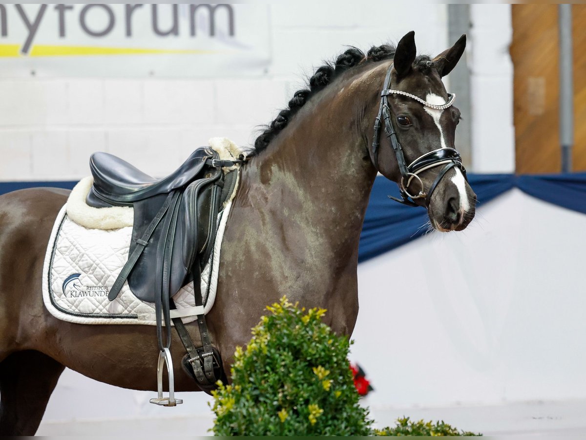 Duitse rijpony Merrie 6 Jaar 133 cm Zwart in Marsberg