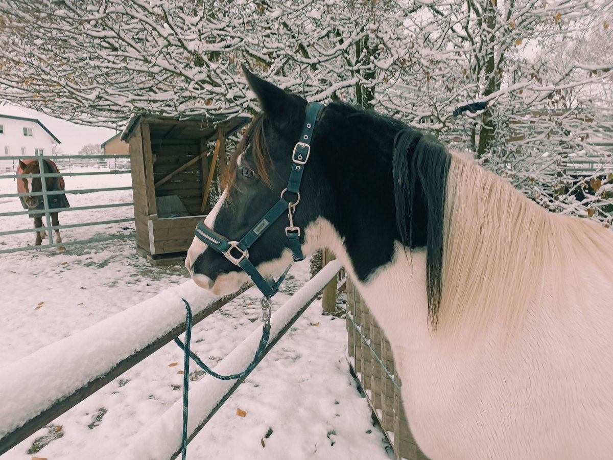 Duitse rijpony Merrie 6 Jaar 138 cm Gevlekt-paard in Wermelskirchen