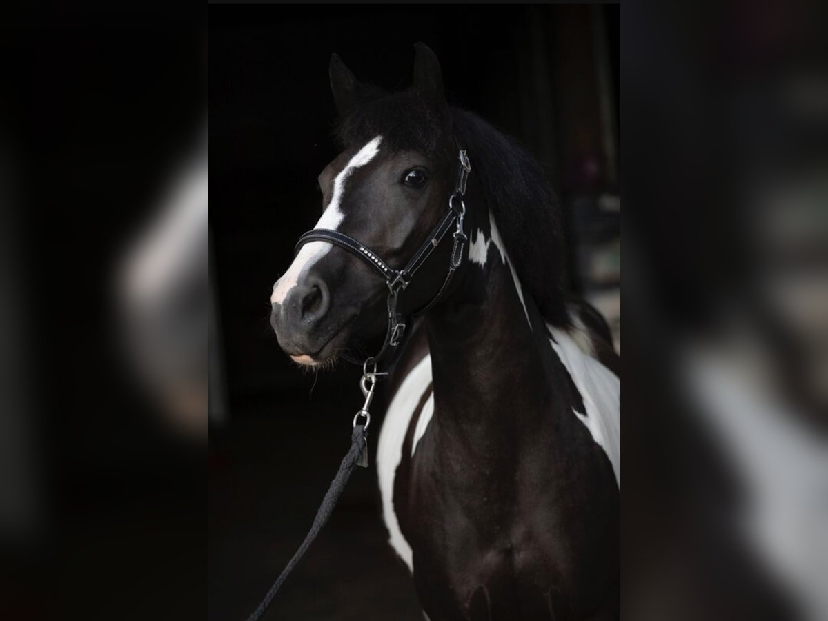 Duitse rijpony Mix Merrie 6 Jaar 138 cm Gevlekt-paard in Gföhl