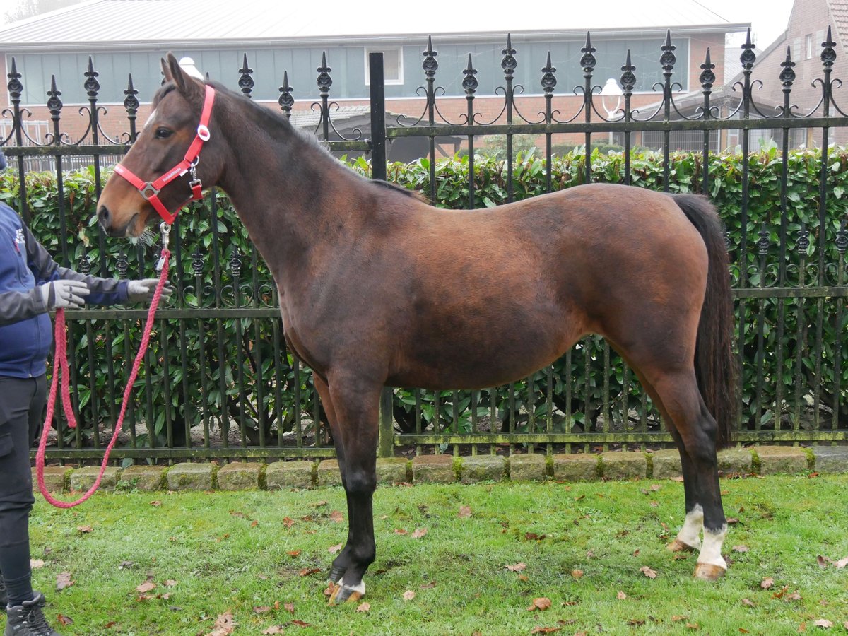 Duitse rijpony Merrie 6 Jaar 141 cm in Dorsten