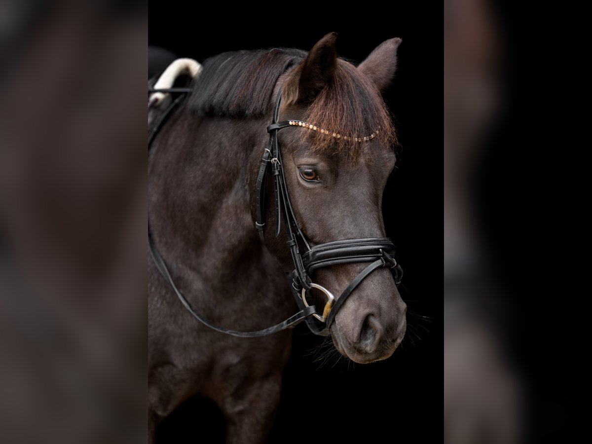 Duitse rijpony Merrie 6 Jaar 142 cm Roan-Blue in Frechen